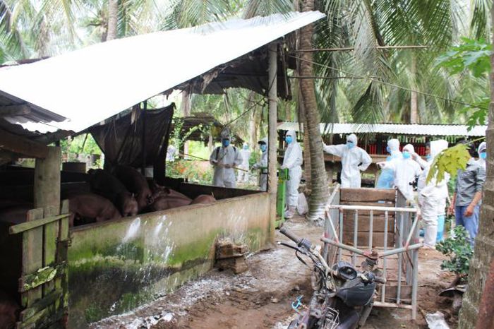Nguy cơ tái phát dịch tả heo Châu Phi thời gian tới rất cao