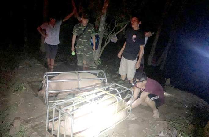 Xử nghiêm việc nhập heo từ Thái Lan rồi xuất lậu qua Trung Quốc để hưởng lợi