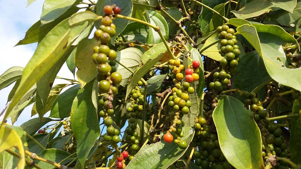 Giá tiêu hôm nay 181 Giá tiêu Ấn Độ tăng trở lại