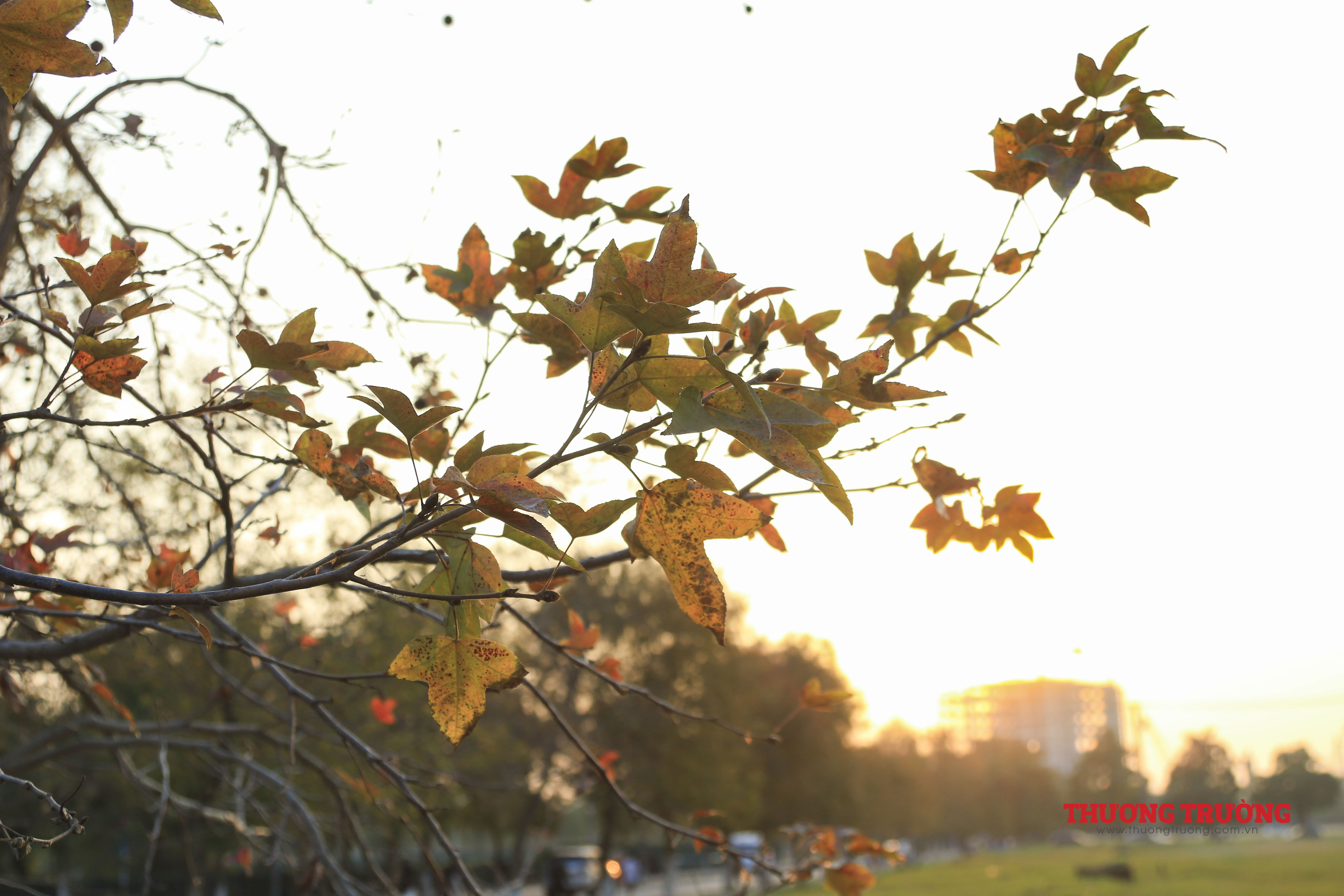 Thả hồn vào khung cảnh hàng cây phong lá đỏ đẹp ngỡ ngàng ở Hà Nội