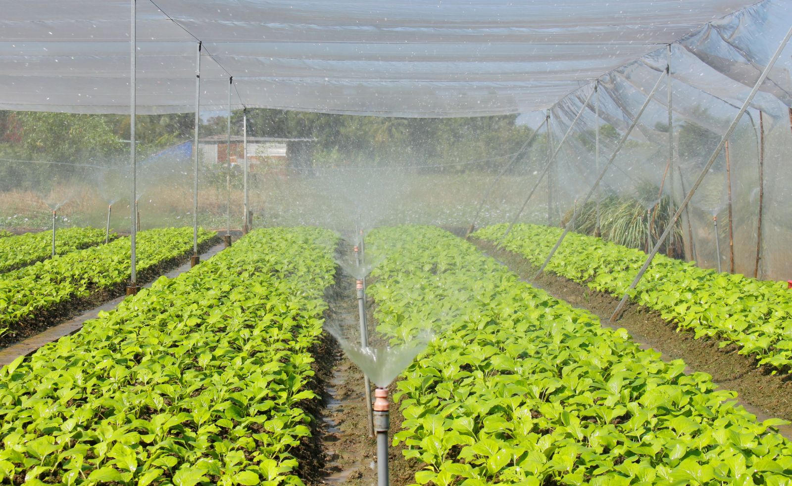 Phấn đấu đến 2025 cả nước có trên 3.000 hợp tác xã ứng dụng công nghệ cao