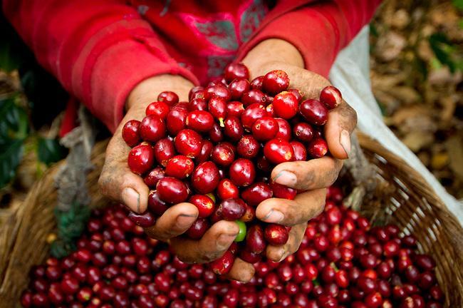 Giá cà phê hôm nay 201 Nhu cầu tăng đẩy giá cà phê Robusta lên cao