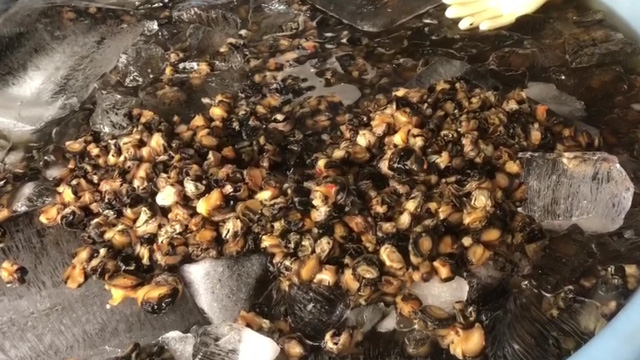 TP HCM Bắt quả tang cơ sở ngâm, tẩy rửa ốc bằng hóa chất công nghiệp