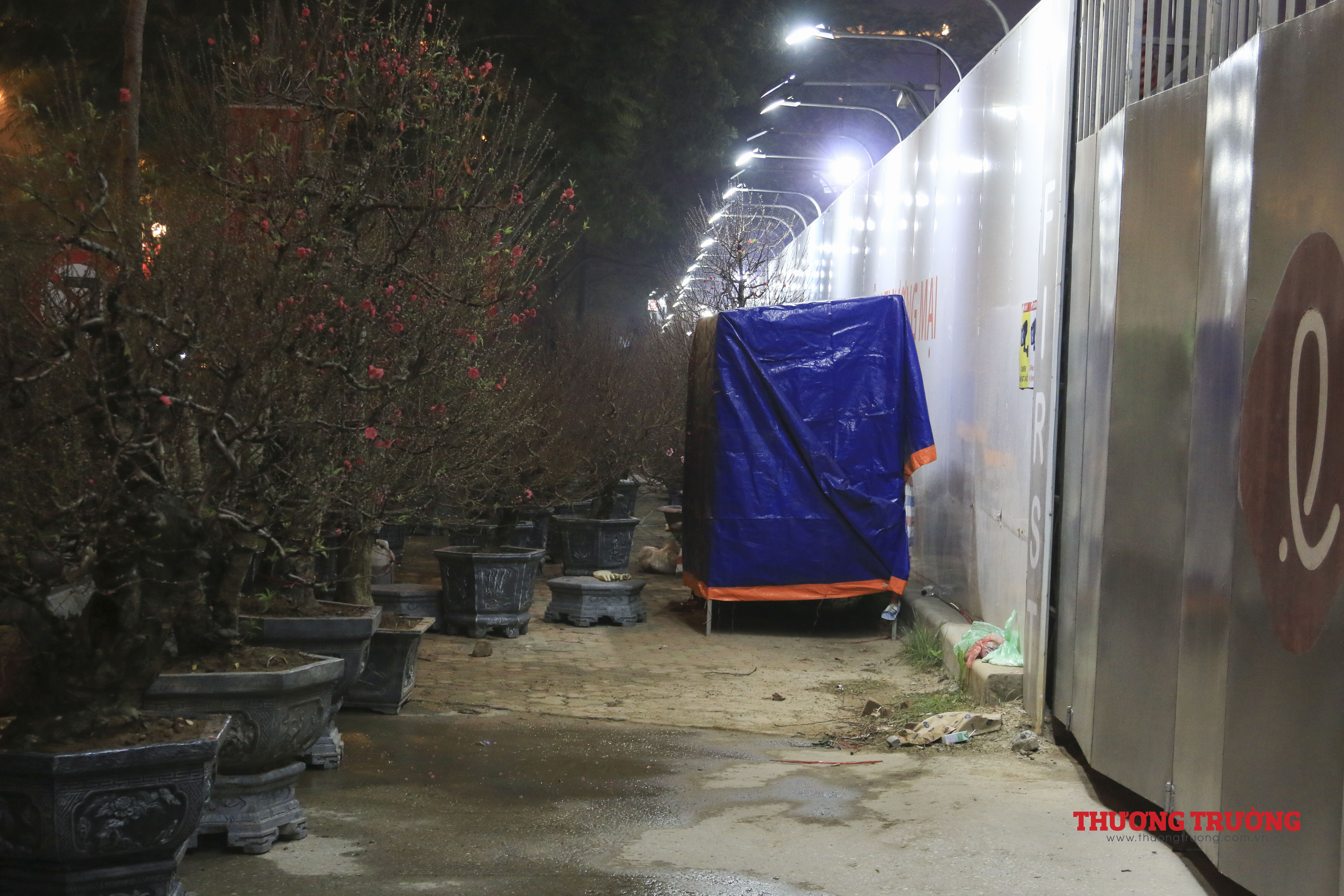 Người dân trắng đêm trông đào, quất, bưởi trên vỉa hè