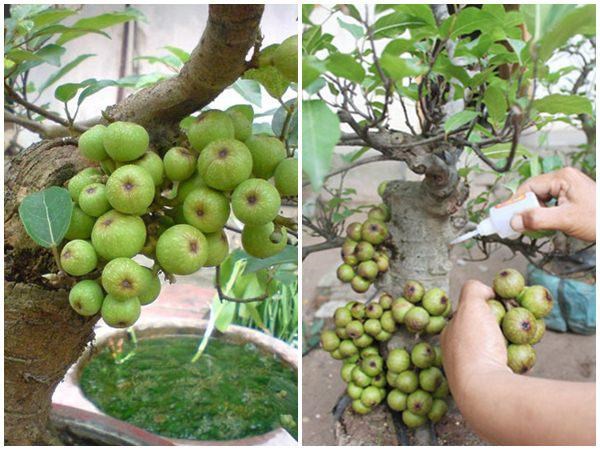 Cẩn trọng những chiêu trò cây cảnh ... gắn keo dịp cận Tết