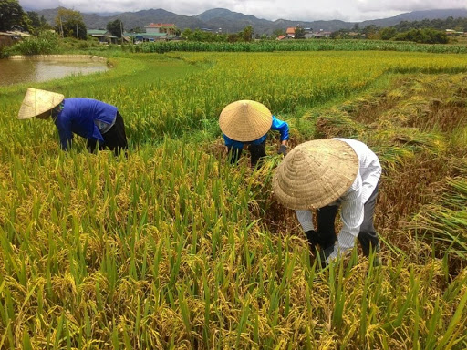 Kéo dài thời gian hỗ trợ phí bảo hiểm nông nghiệp đến hết năm 2021
