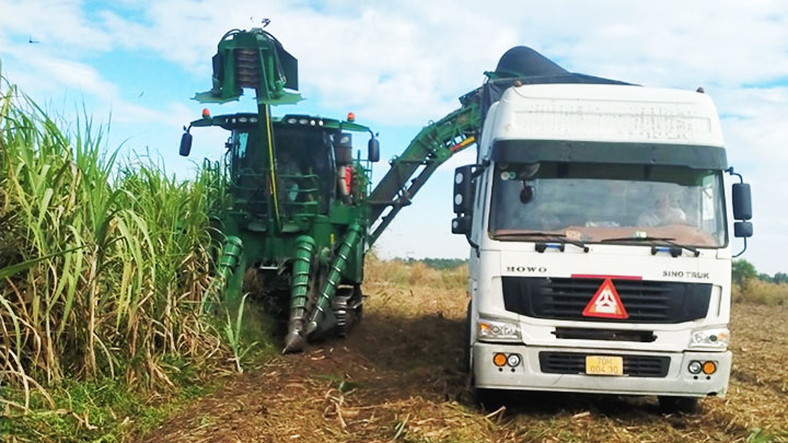 Mía nguyên liệu “tìm đường” về nước