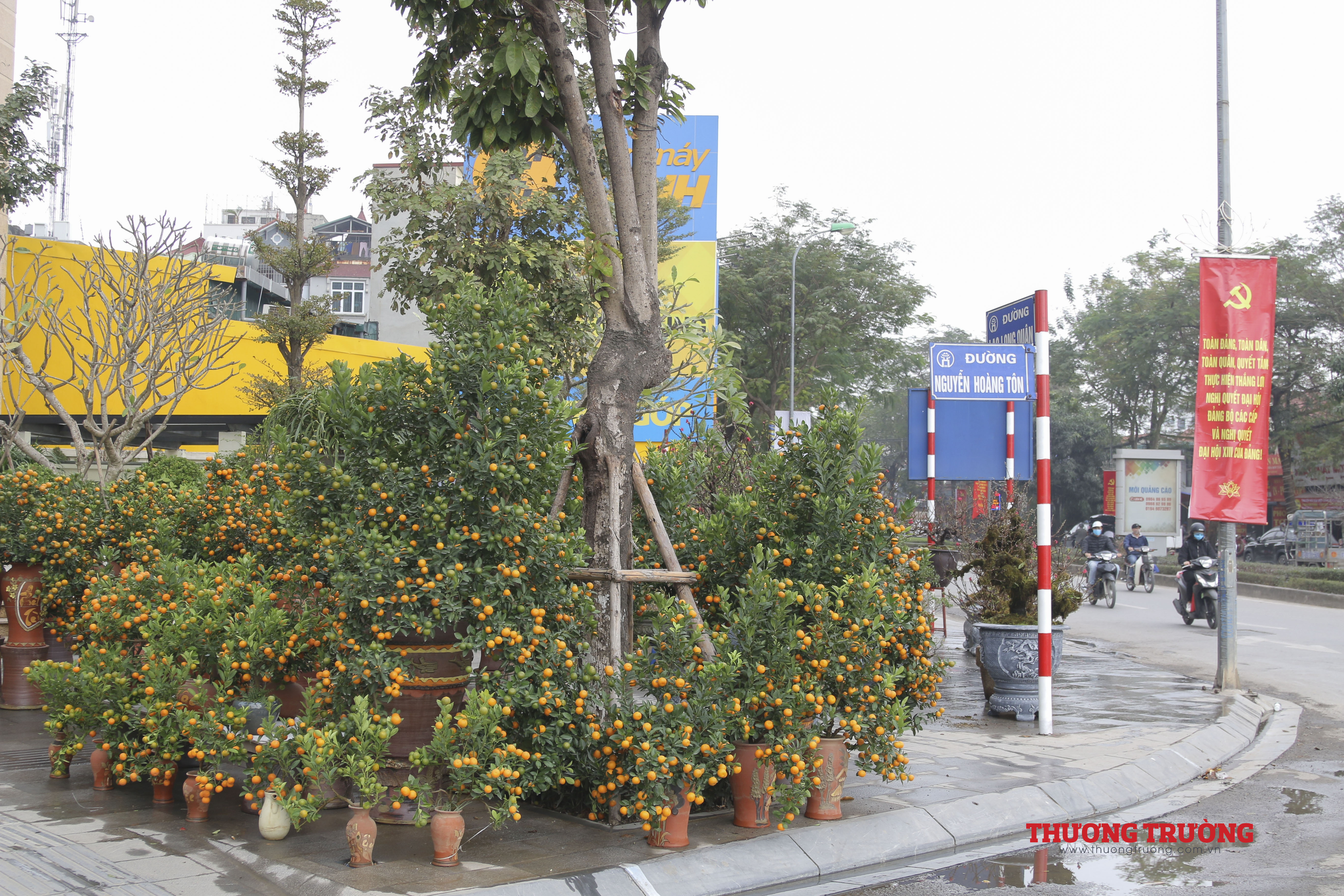 Đào, quất, bưởi cảnh tràn ngập xuống đường đón Tết Tân Sửu
