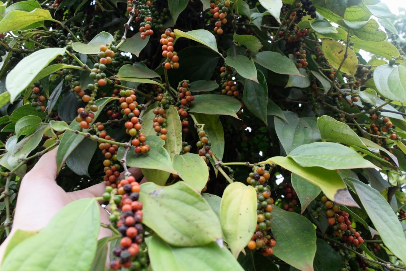 Giá tiêu hôm nay 301 Trong nước đi ngang, thế giới giảm nhẹ