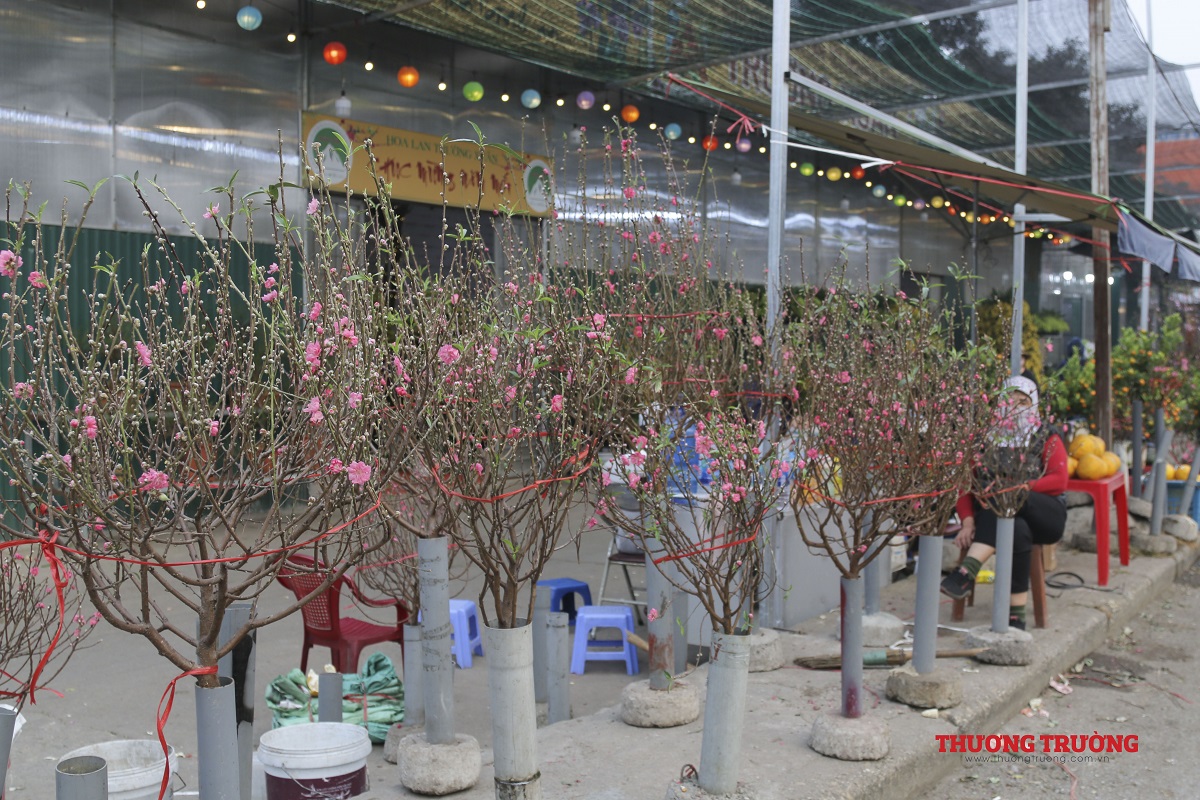 Chợ hoa lớn nhất Thủ đô nhộn nhịp ngày giáp Tết Tân Sửu