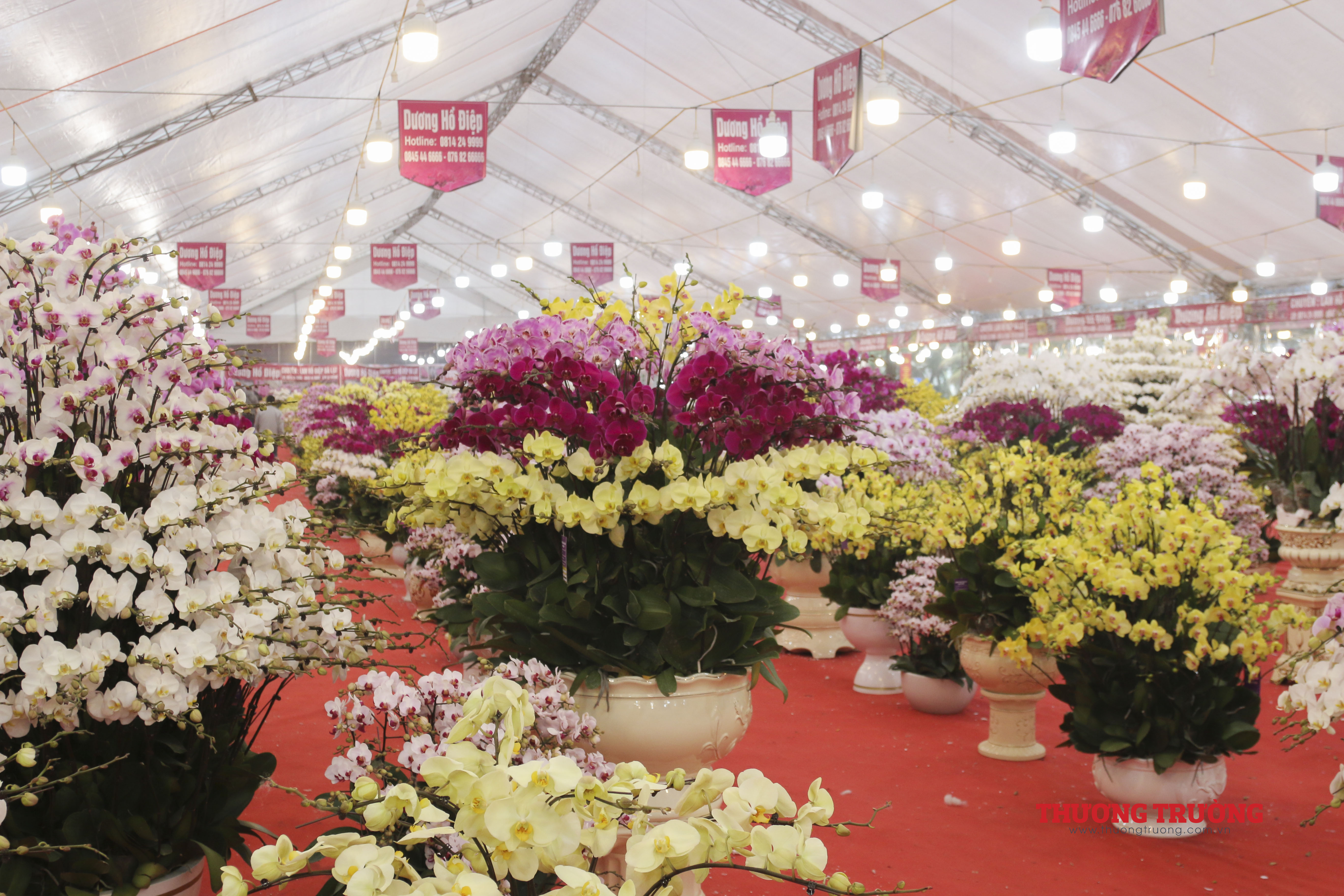 Lan hồ điệp chục triệu ồ ạt xuống phố đón Tết Tân Sửu 2021