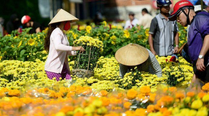 Dịch COVID-19 Chủ vườn ngậm ngùi vì thương lái đòi tiền cọc, nhiều tỉnh kêu gọi giải cứu hoa Tết