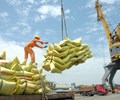 Giá gạo xuất khẩu trong tháng 1 tiếp tục tăng 