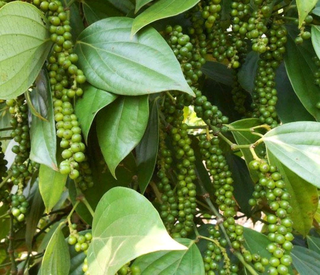 Giá tiêu hôm nay 62 Đi ngang chờ tín hiệu tích cực mới, giá cao nhất là 53.500 đồngkg