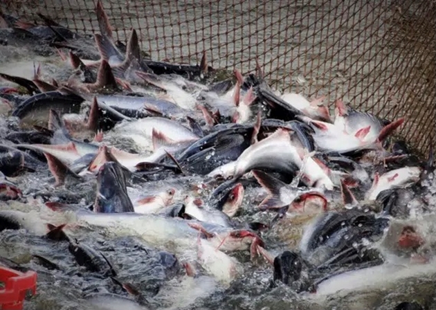 Campuchia hủy lệnh cấm nhập khẩu 4 loại cá da trơn