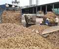 Xuất khẩu sắn và sản phẩm của sắn tăng mạnh trong tháng đầu năm mới 