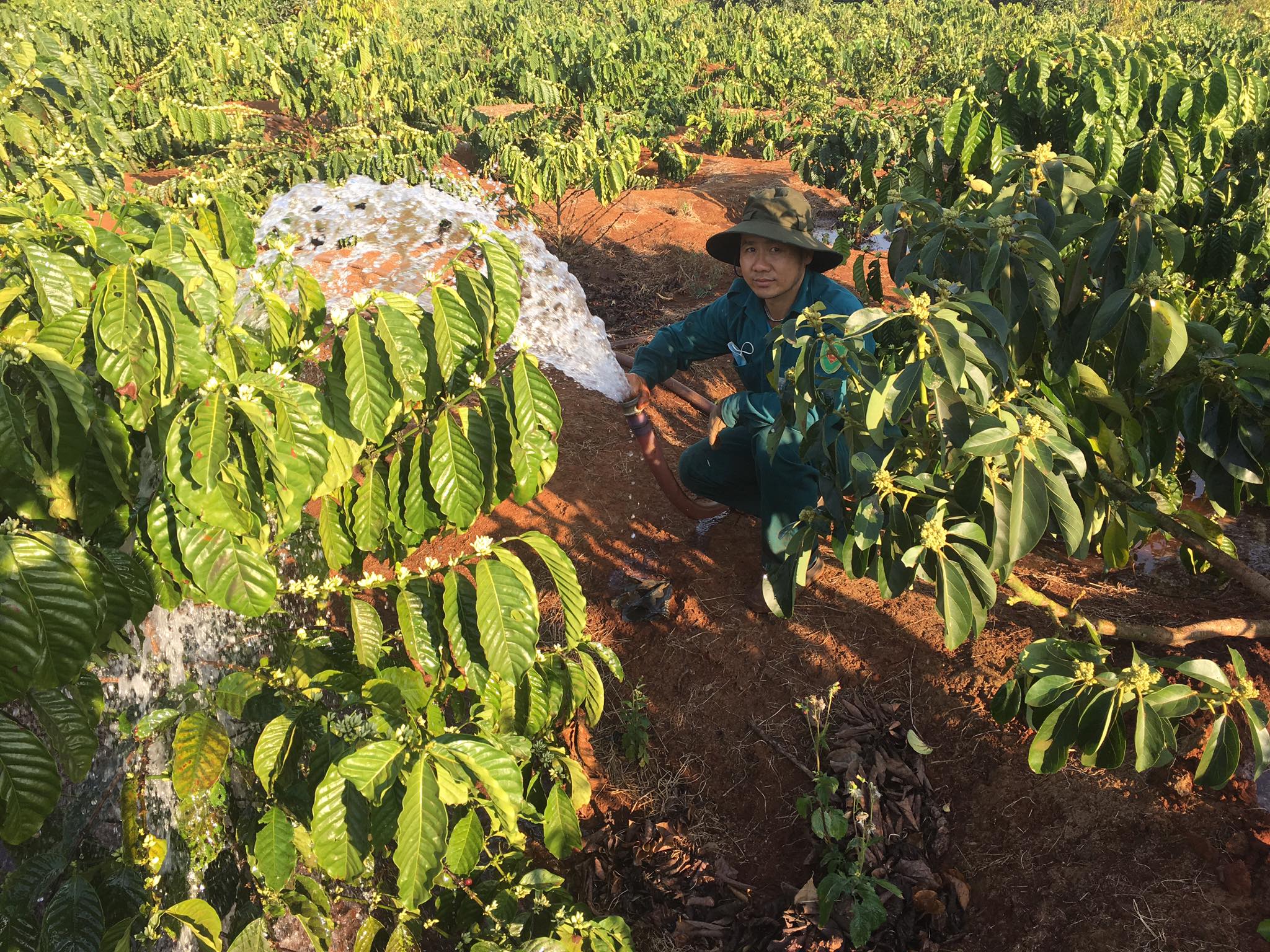 Người dân Đắk Lắk bỏ Tết, vác ống đi tưới nước ngày đêm cho cây cà phê