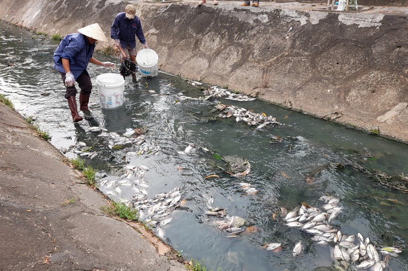 Bình Dương Nguyên nhân cá chết trên kênh Bưng Cải