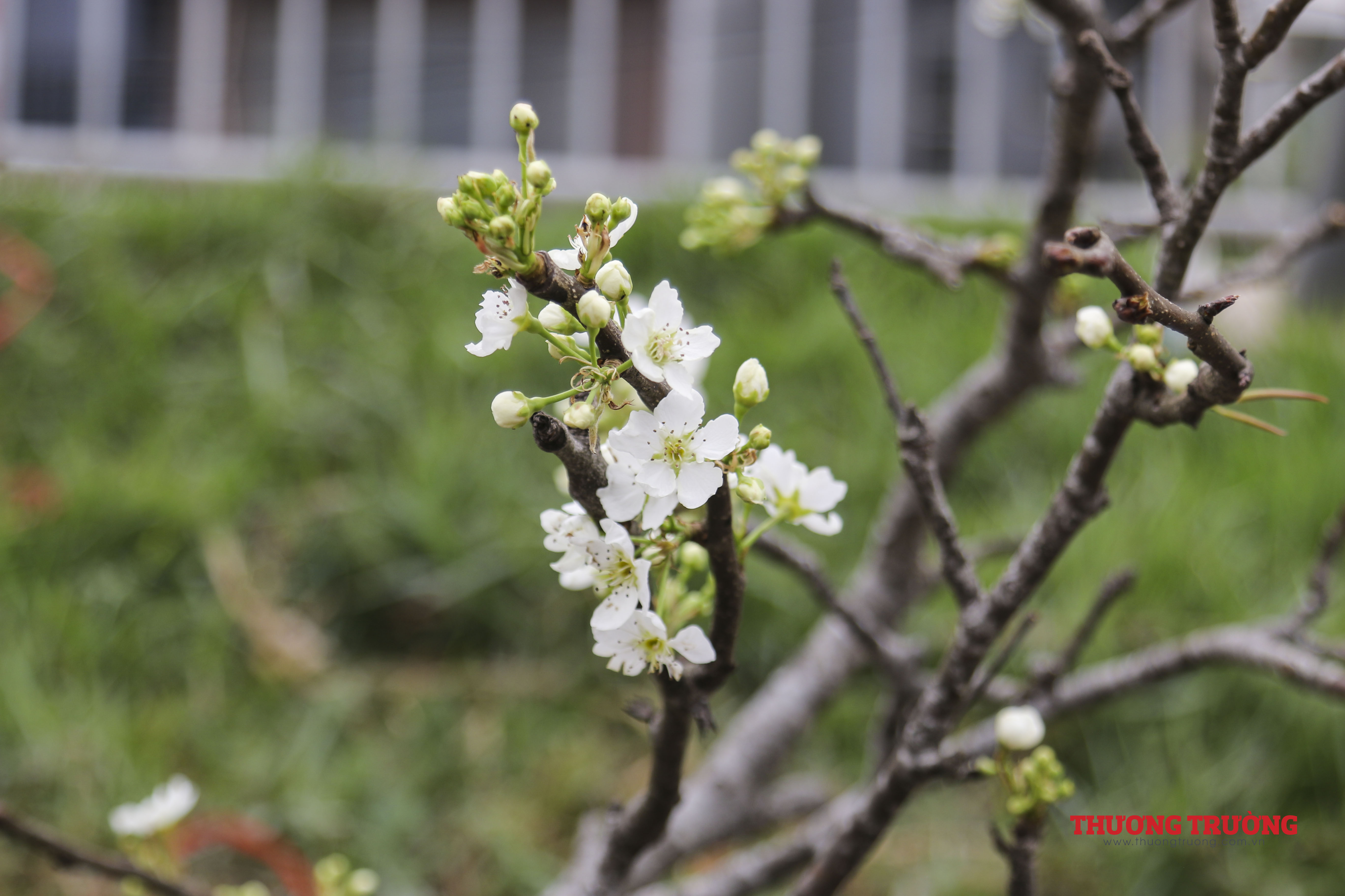 Người dân Hà Nội chen nhau mua hoa lê chơi sau Tết Nguyên đán