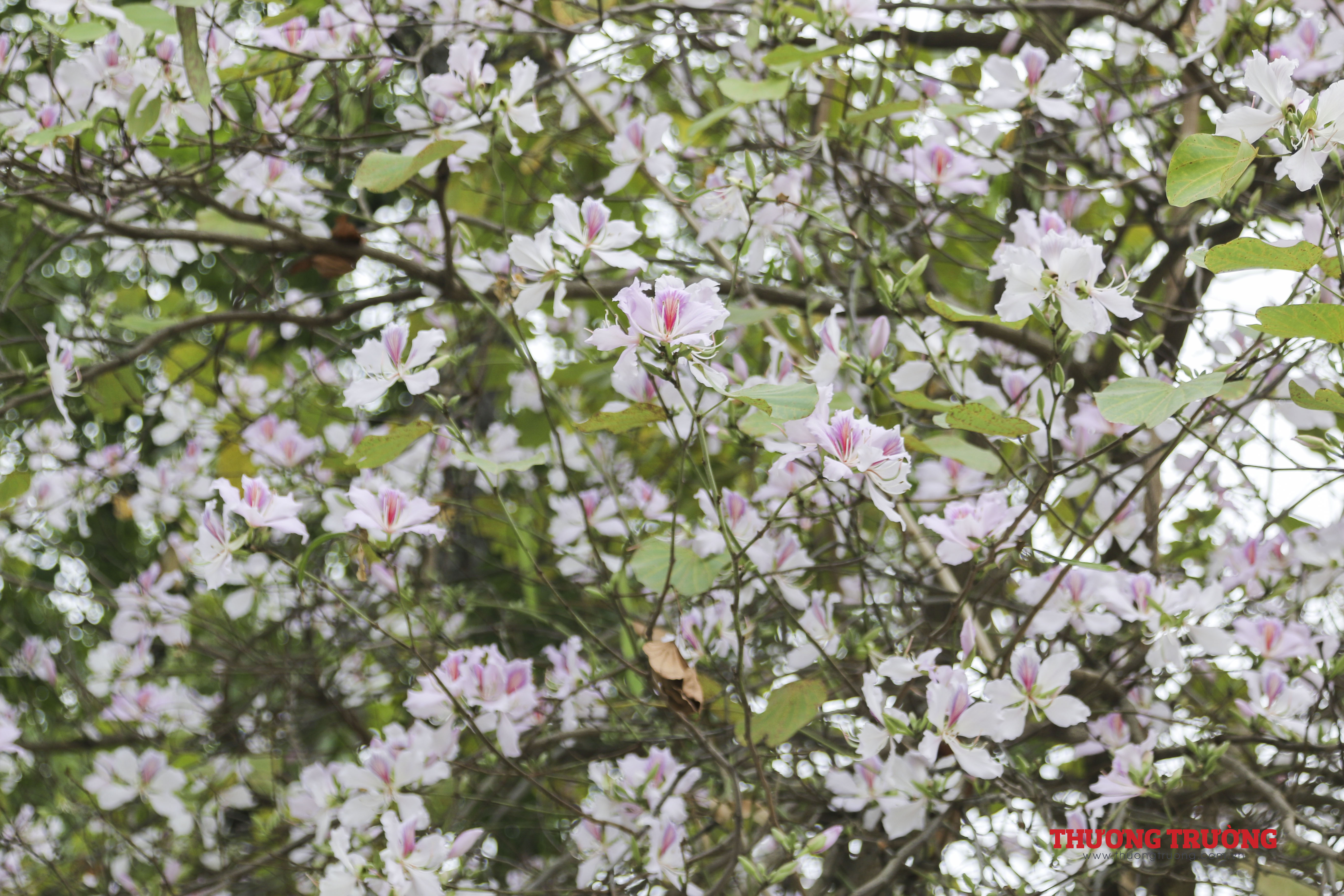 Hà Nội đẹp ngỡ ngàng sắc hoa ban Tây Bắc 