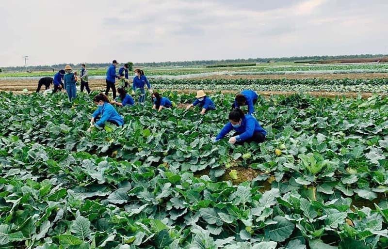  Hải Dương công bố bảng giá các loại nông sản giải cứu