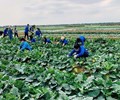  Hải Dương công bố bảng giá các loại nông sản giải cứu 
