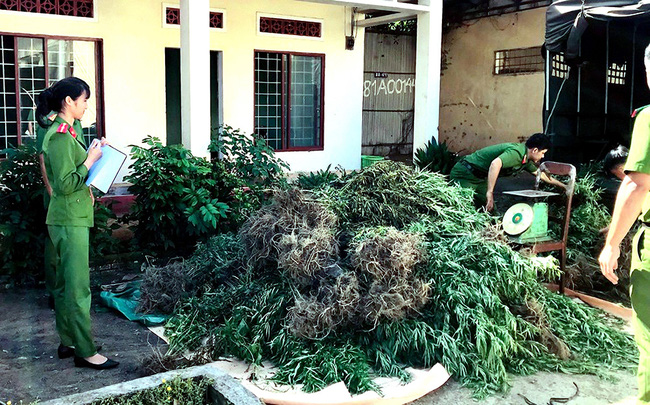 Gia Lai Bắt giữ đối tượng trồng hàng nghìn cây cần sa trong rừng