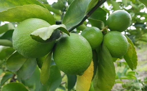 Chanh, bưởi Việt Nam là những nông sản tiếp theo lên kệ siêu thị New Zealand