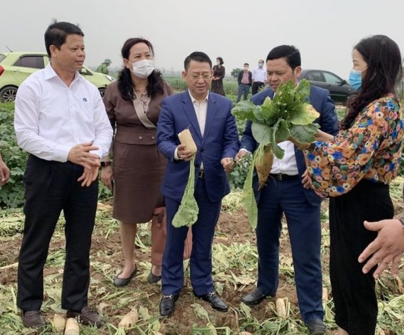 Hà Nội Nông sản rớt giá cần triển khai nhiều giải pháp hỗ trợ bà con nông dân