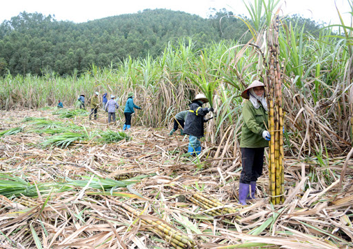 Giá mía nguyên liệu cán mốc 1 triệu đồngtấn
