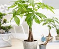 Trồng 8 loại cây này trong nhà nếu muốn có tài lộc may mắn 
