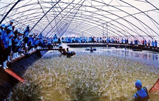 Bình Định triển khai quy hoạch khu nông nghiệp công nghệ cao hơn 400ha