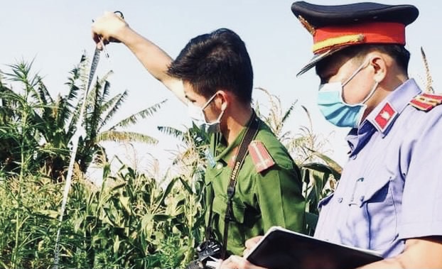 Bắt người đàn ông ở Gia Lai trồng hơn 200 cây cần sa cho gia súc ăn