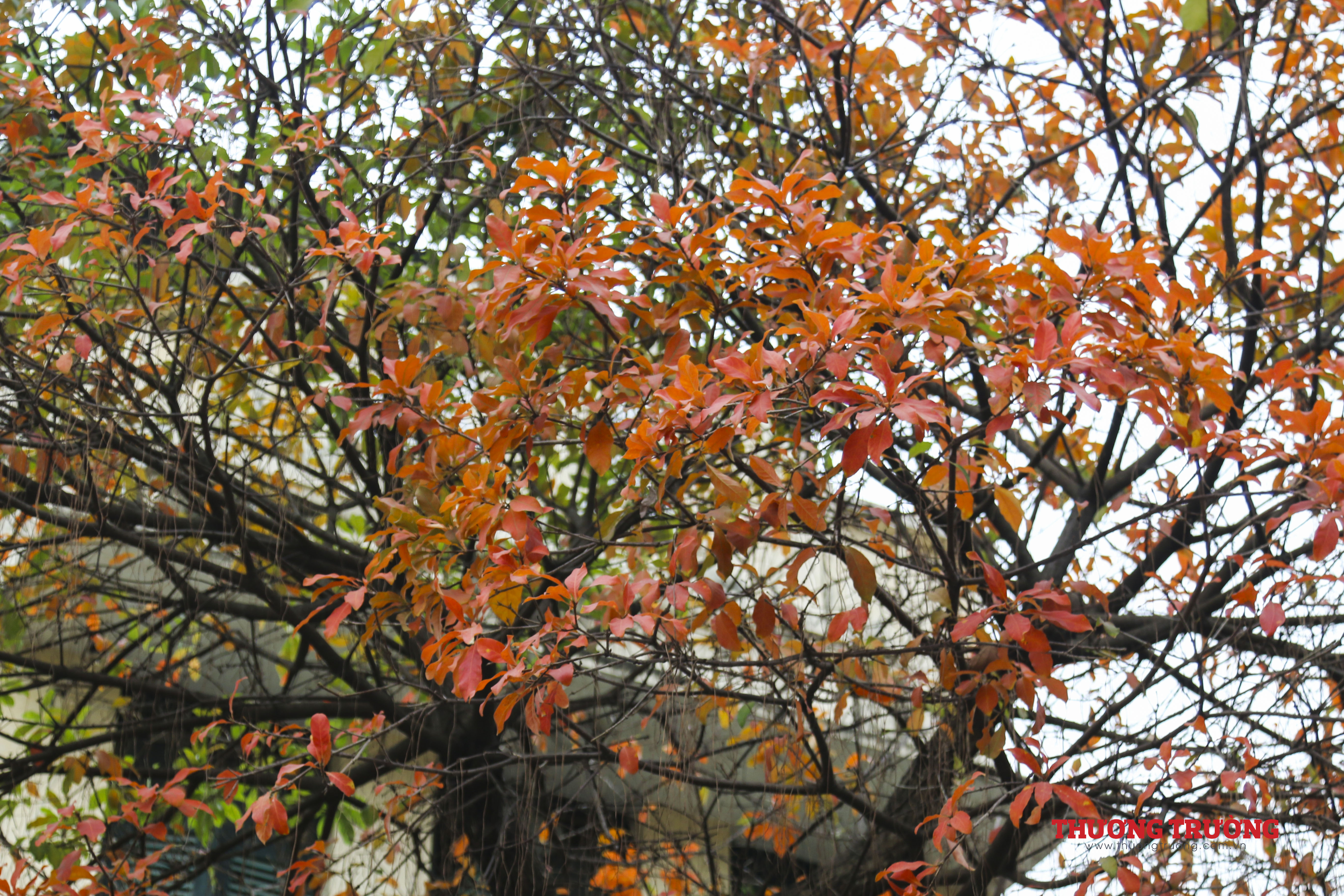 Hà Nội đẹp nao lòng mùa lộc vừng thay lá