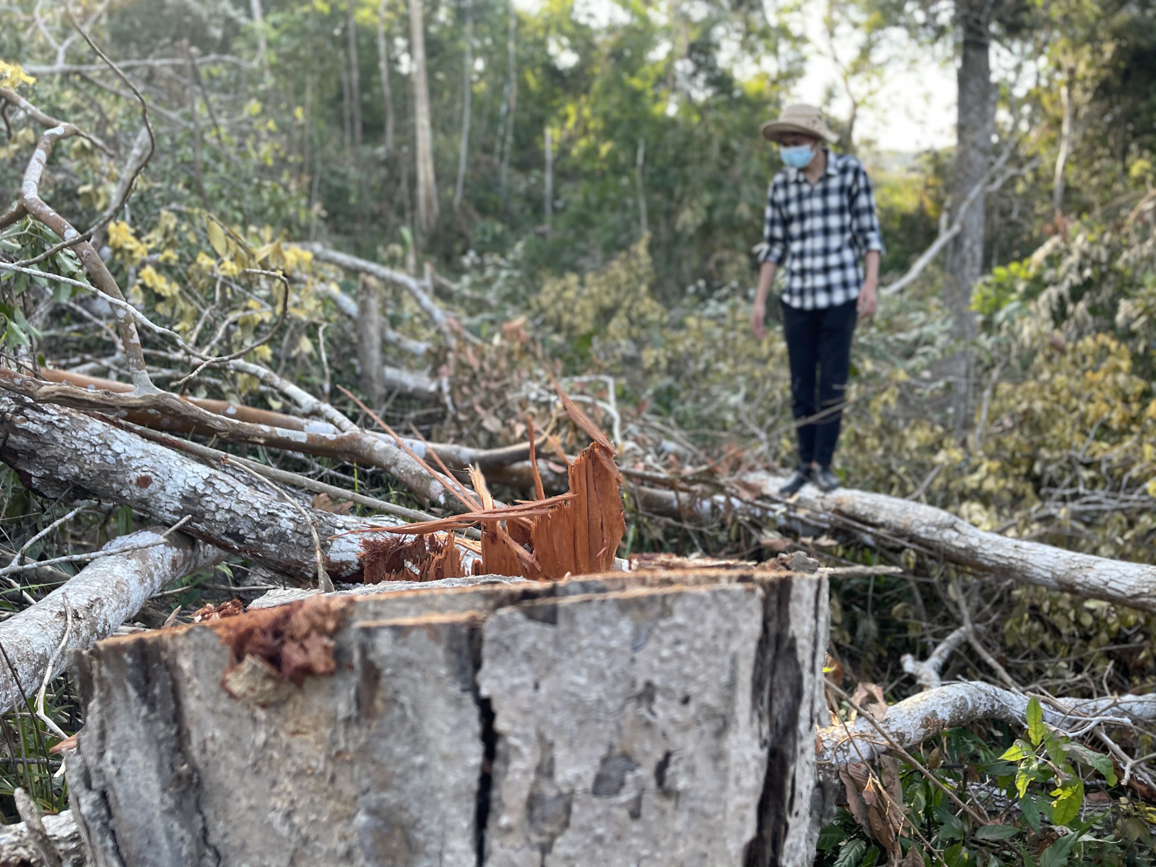 Hơn 20 nghìn hecta rừng ở Đắk Lắk bị tàn phá Trách nhiệm thuộc về ai