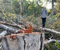 Hơn 20 nghìn hecta rừng ở Đắk Lắk bị tàn phá Trách nhiệm thuộc về ai 