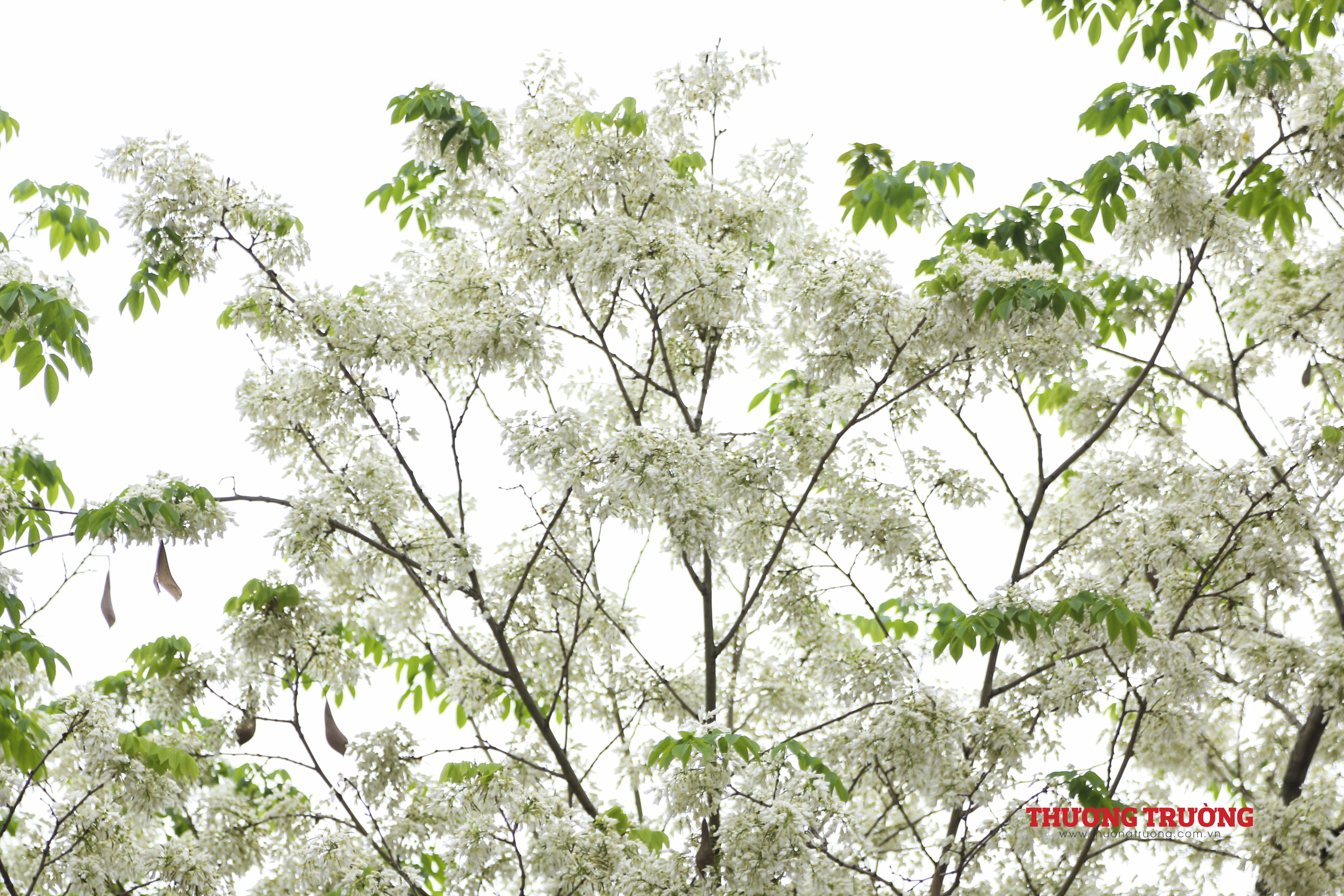 Hoa sưa thay màu áo mới khắp phố phường Thủ đô