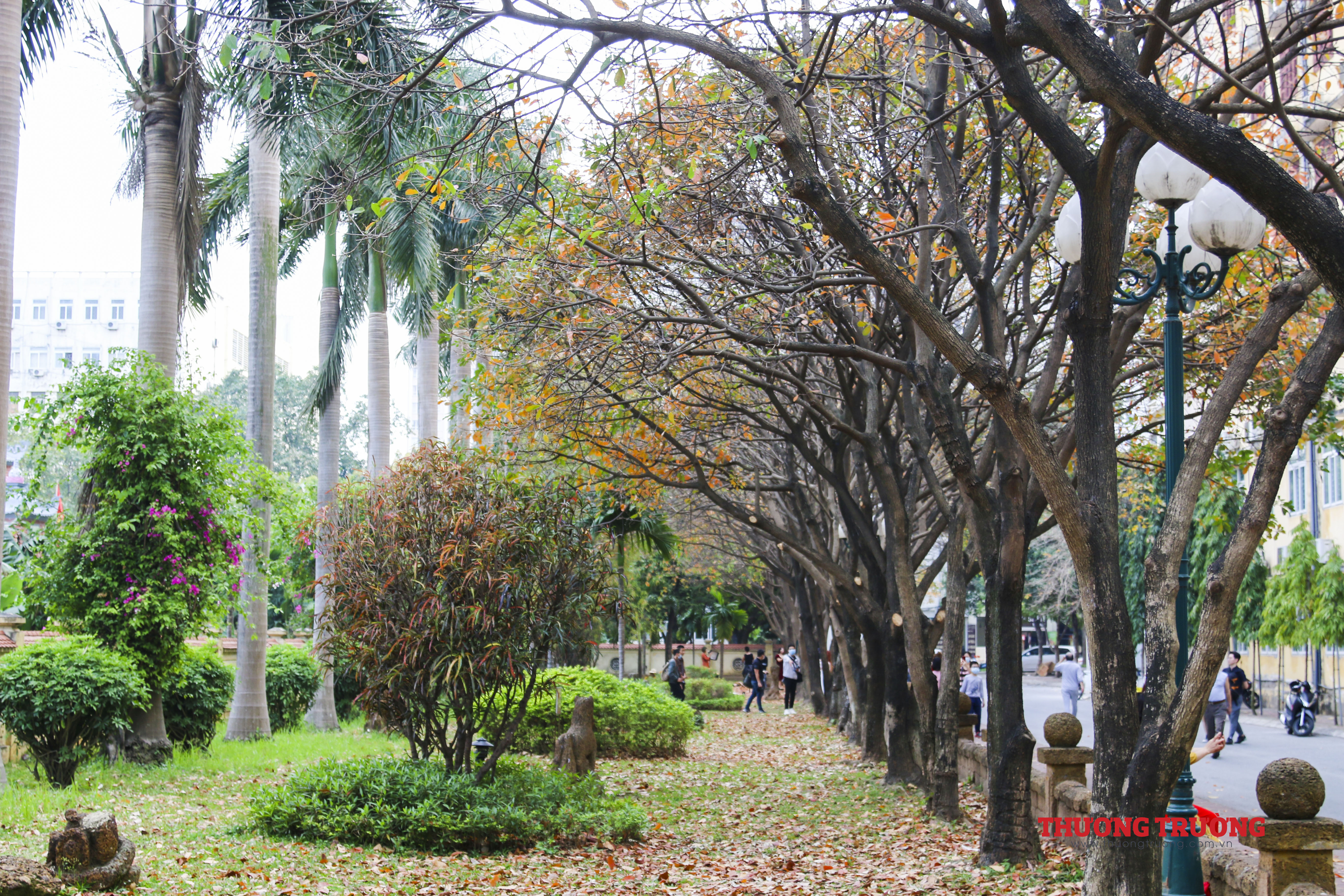 Đẹp miên man con đường tình yêu lãng mạn giữa lòng Hà Nội