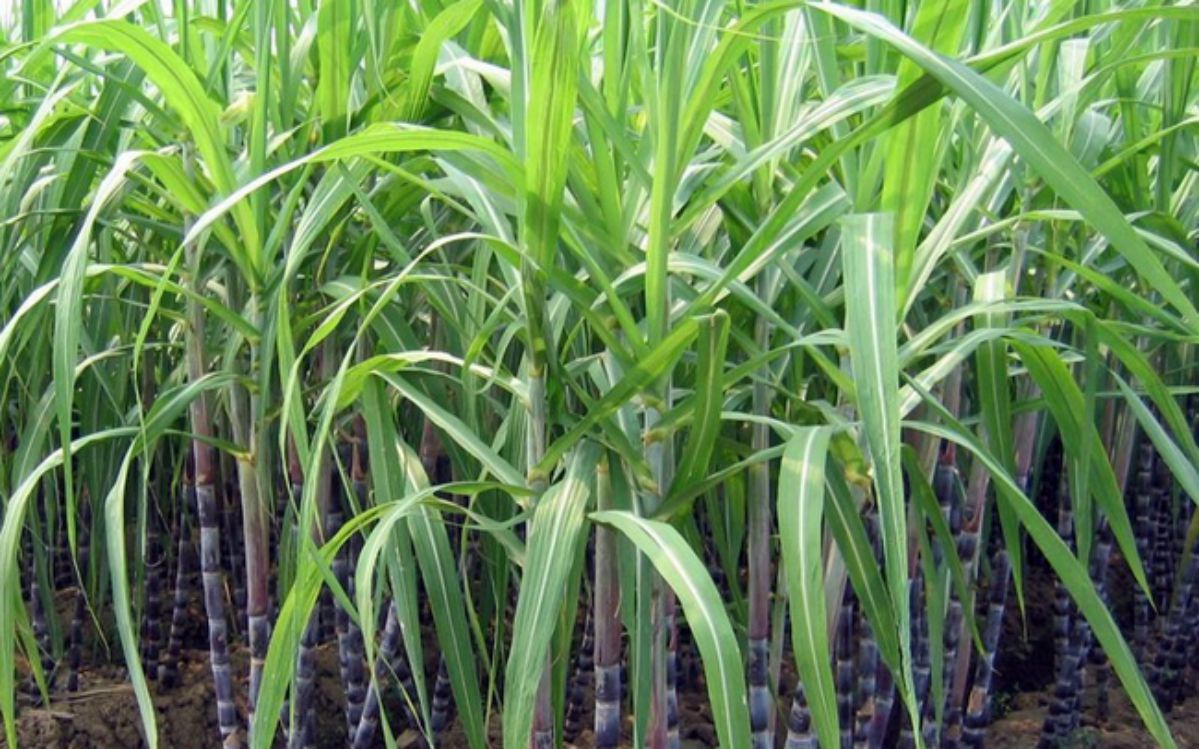 Mía đường Lam Sơn muốn bán hơn 3 triệu cổ phiếu quỹ