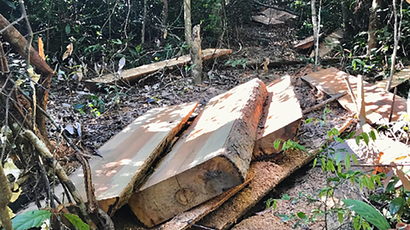 Khởi tố vụ phá rừng quy mô lớn ở Gia Lai