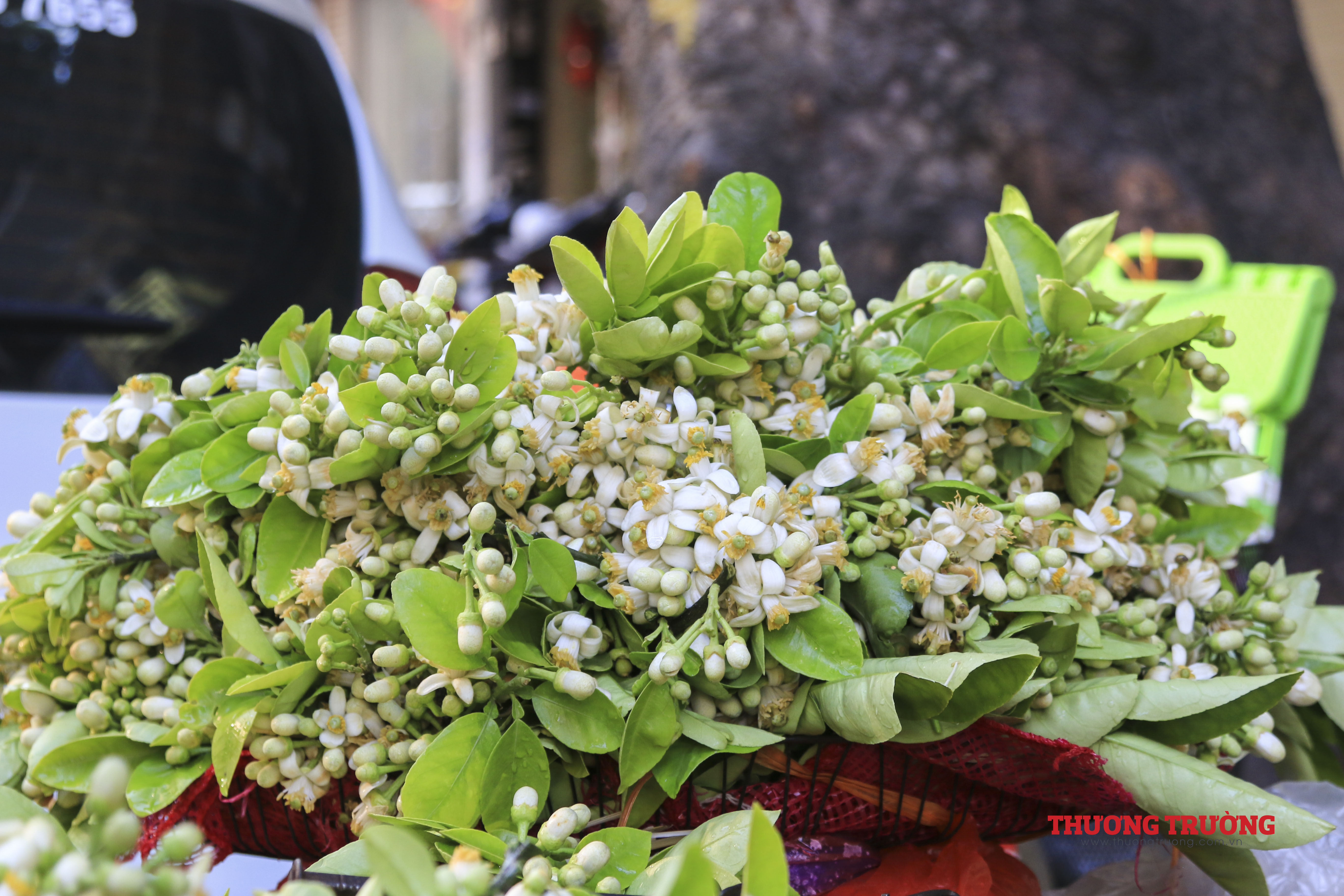 Giá 300.000 đồngkg hoa bưởi vẫn được người dân Hà Thành ưa chuộng