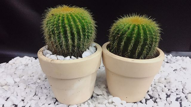 Lưu ý 8 loại cây đẹp mà độc không nên trồng trong nhà