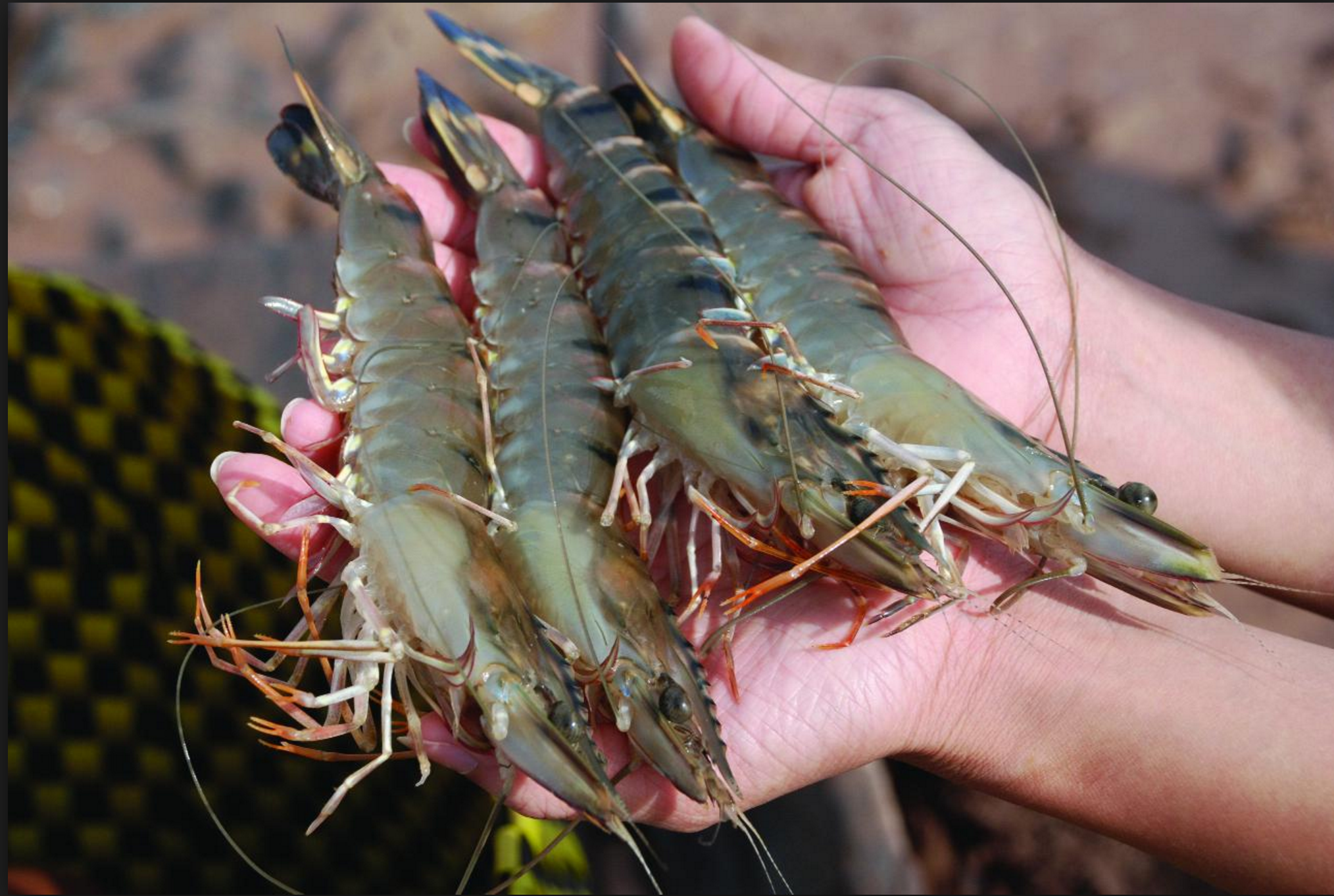 Giá tôm toàn cầu tăng nhờ phát triển thương mại bán lẻ