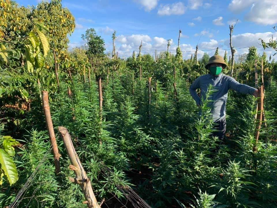 Nhổ bỏ gần 400 cây cần sa ở Đắk Lắk