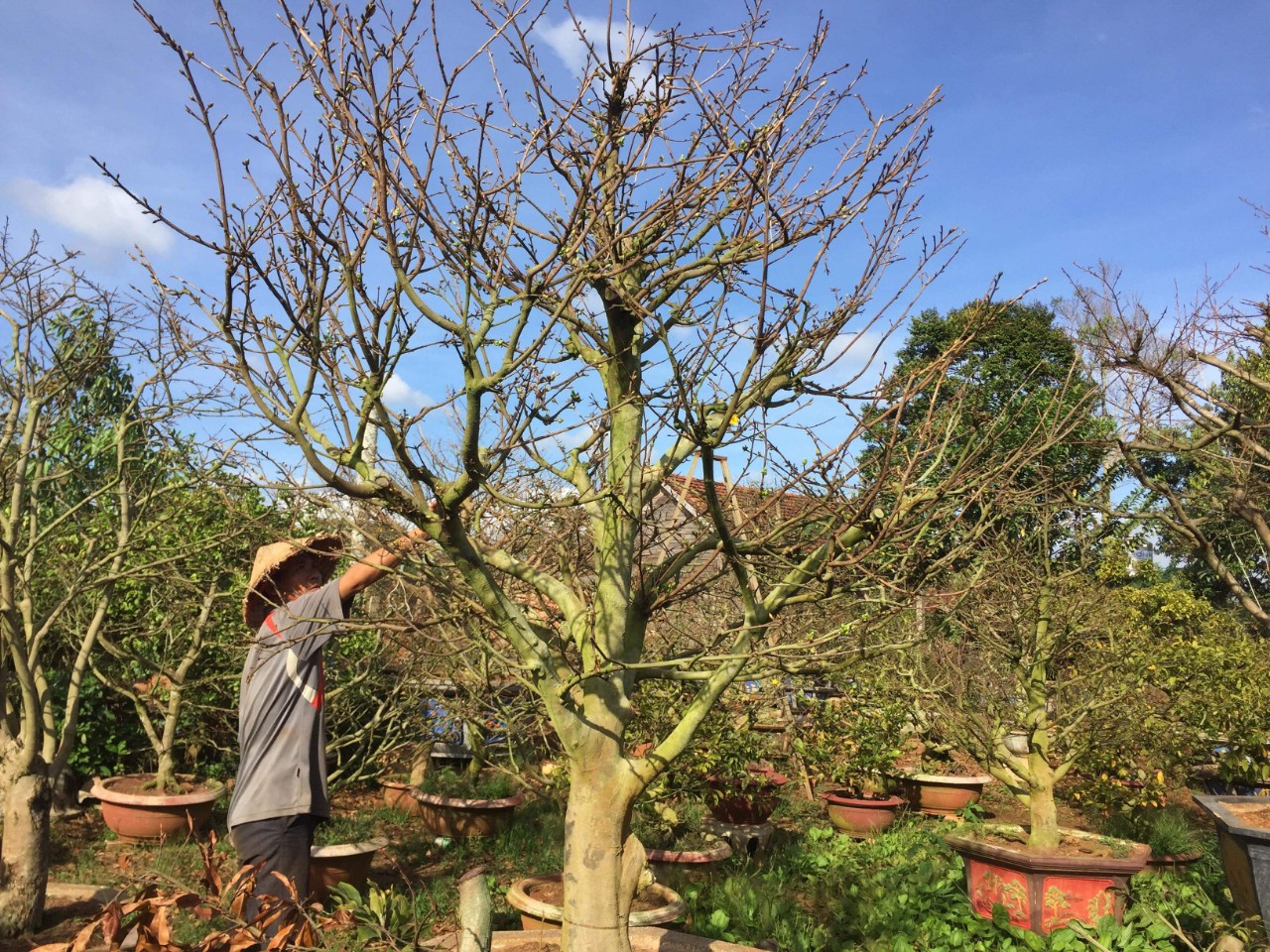 Sau Tết dịch vụ chăm sóc cây cảnh hút khách, hốt bạc triệu