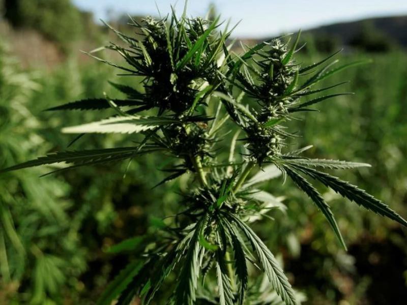 Thái Lan cho phép hộ gia đình trồng cần sa tại nhà