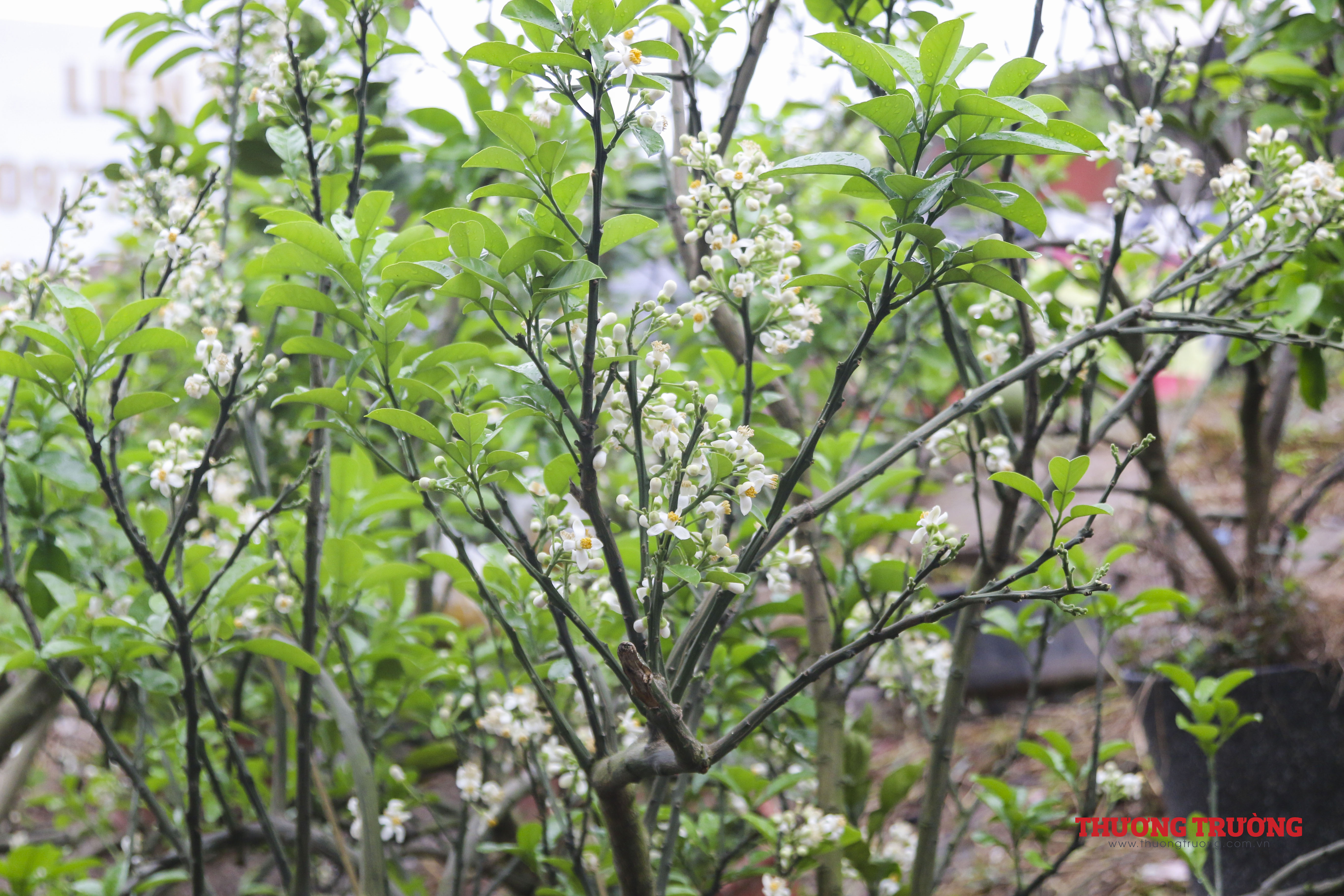 Người dân Thủ đô chi tiền triệu mua hoa bưởi cả cây