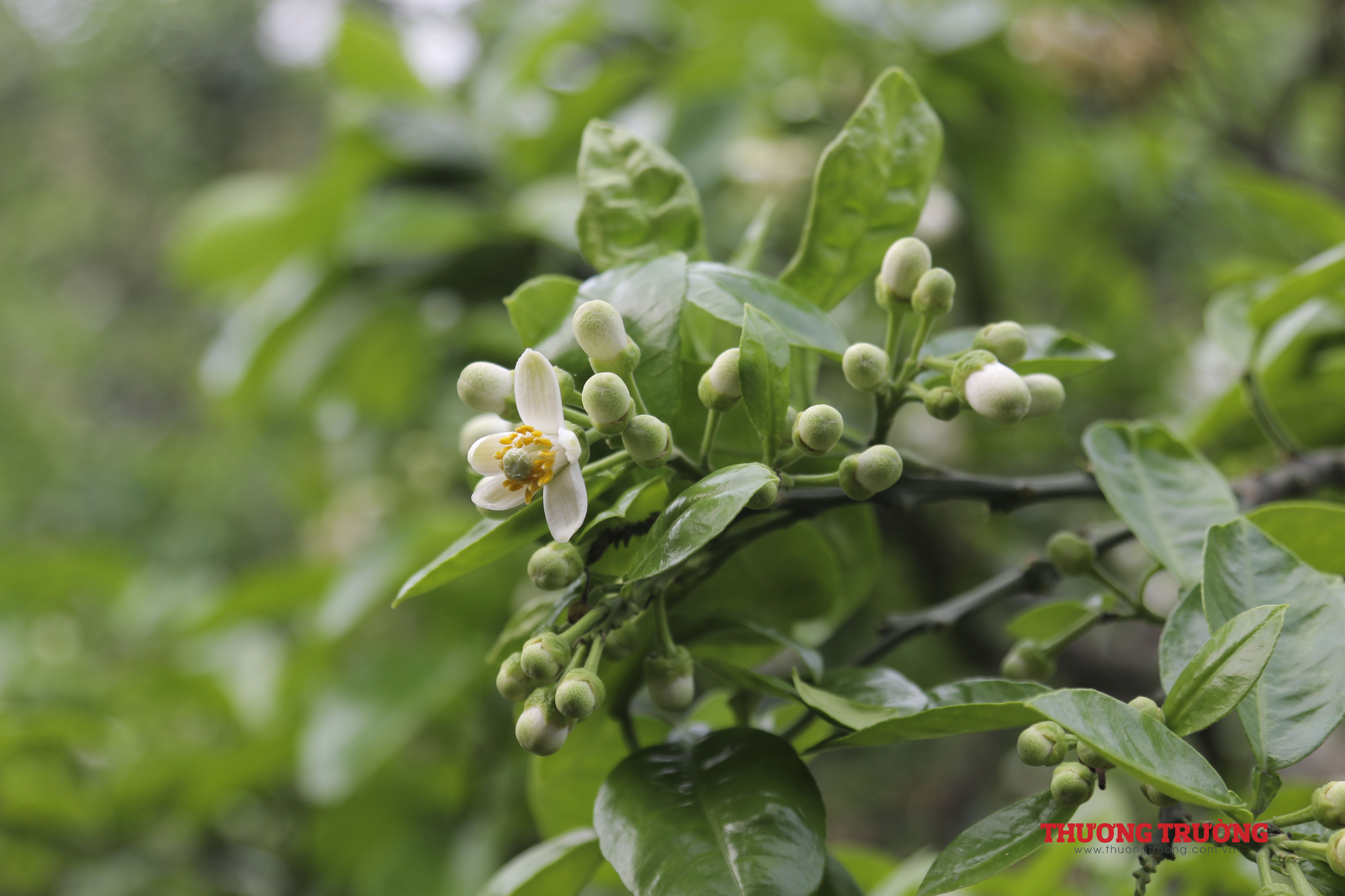 Xao xuyến và dịu em sắc hoa bưởi tháng 3