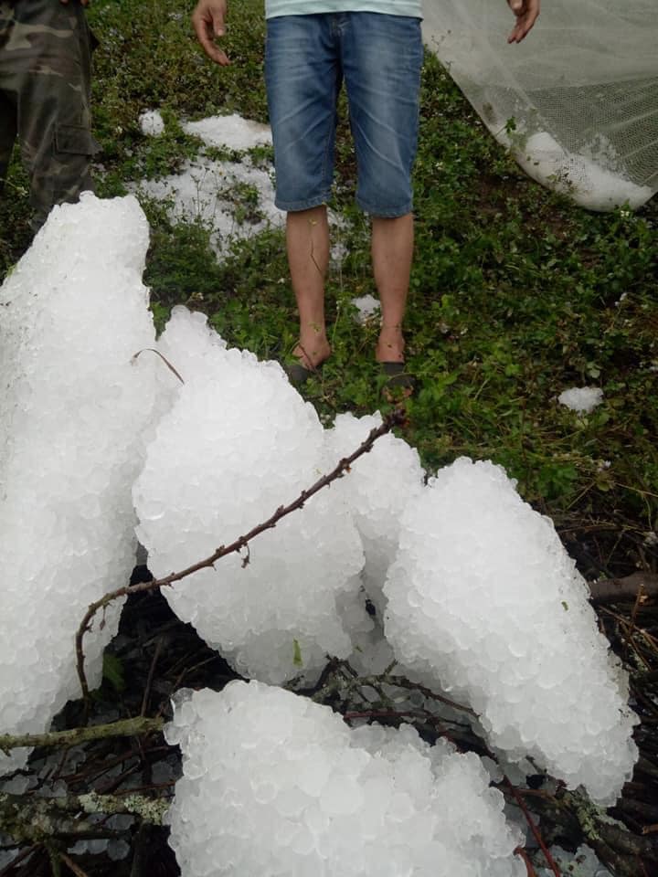 Sơn La Mưa đá gây thiệt hại nặng đến hoa màu ở Mộc Châu