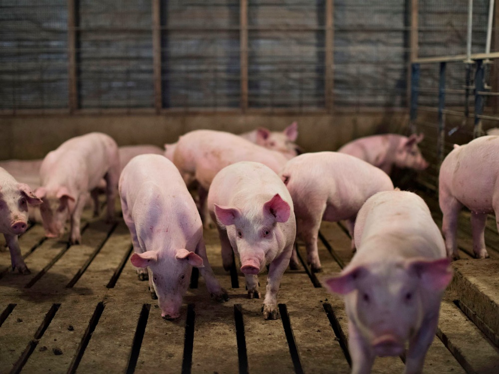 Giá heo hơi hôm nay 223  Tăng giảm trái chiều trên cả nước